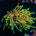 Dragon Soul  Torch  Euphyllia Coral  with flowing tentacles in reef aquarium