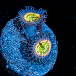 Funny D's Zoanthid Coral with colony growth in reef aquarium
