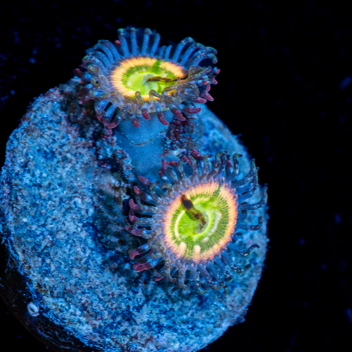 Funny D's Zoanthid Coral with colony growth in reef aquarium