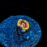 Jedi Mind Tricks Zoanthid Coral colony growth in reef aquarium