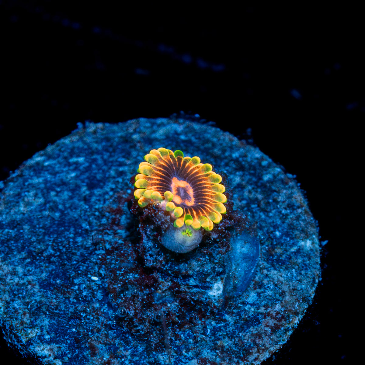 Jedi Mind Tricks Zoanthid Coral colony growth in reef aquarium