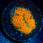 Orange Ricordea Mushroom with mushroom disc in reef aquarium