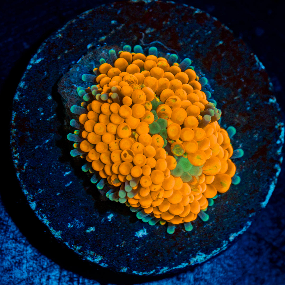 Orange Ricordea Mushroom with mushroom disc in reef aquarium