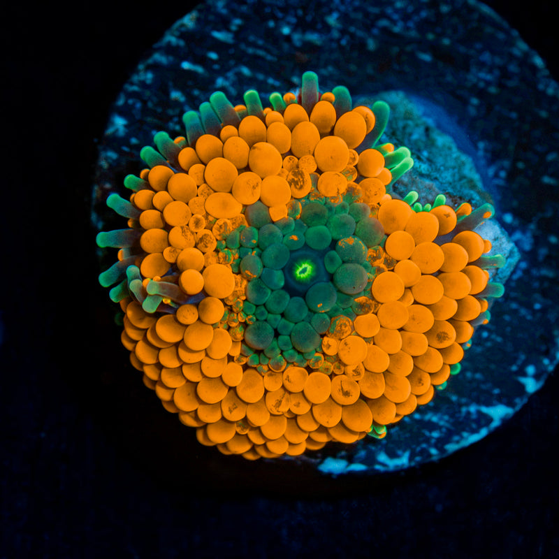 Orange Ricordea Mushroom Coral