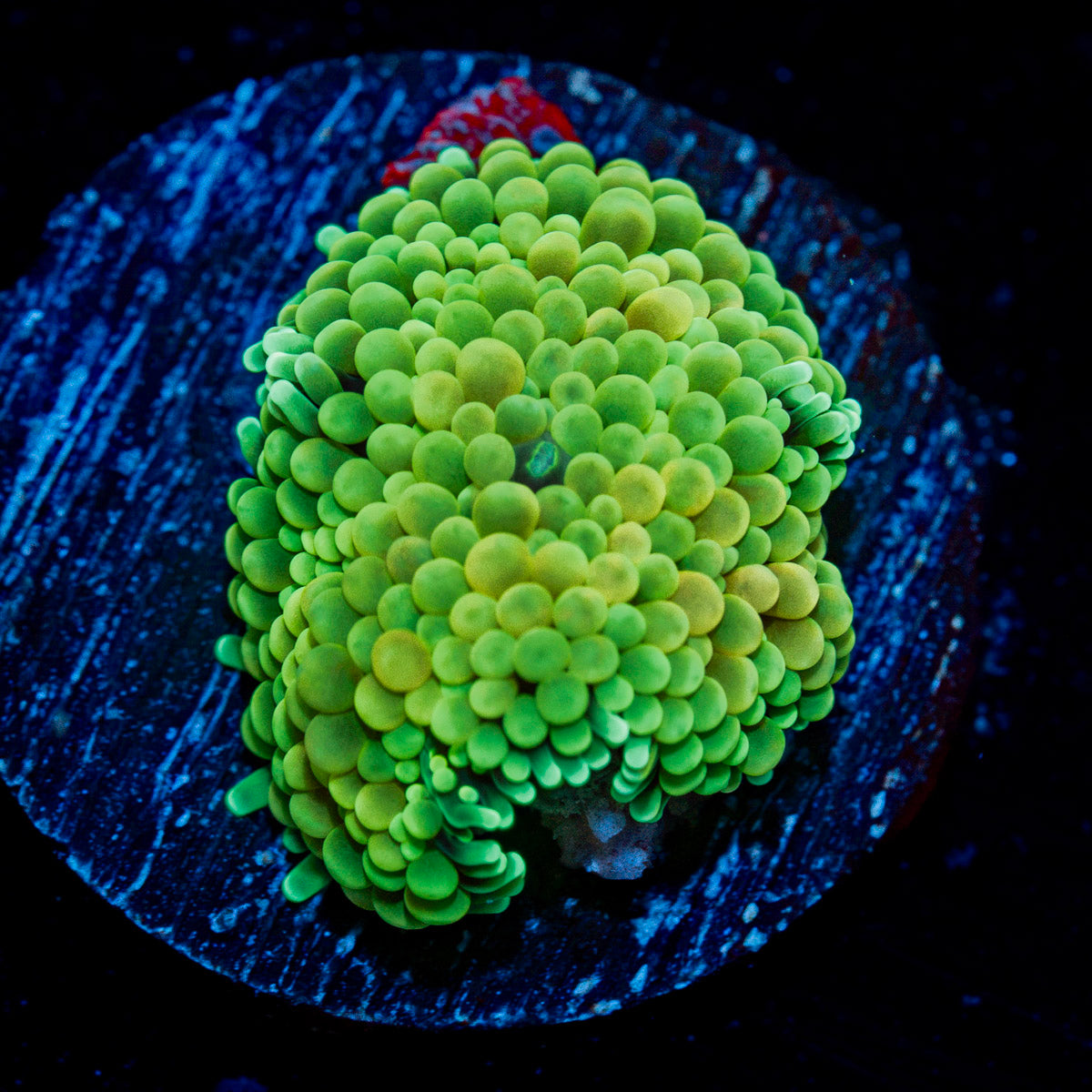 Green Ricordea Mushroom with mushroom disc in reef aquarium
