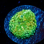 Green Ricordea Mushroom with mushroom disc in reef aquarium