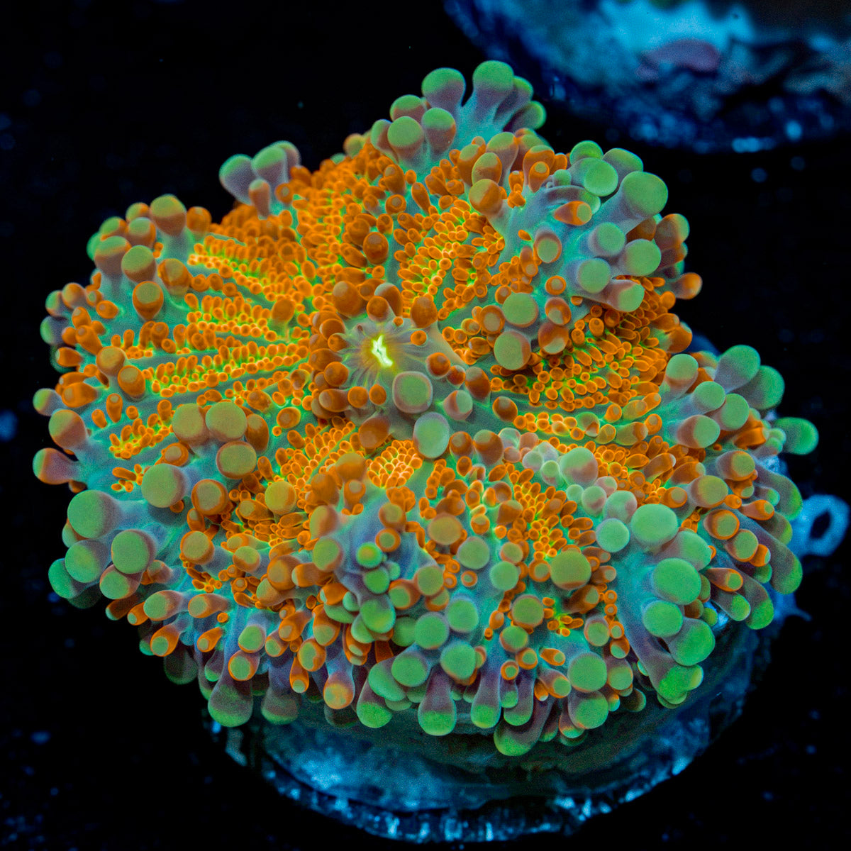 SunRise Yuma Mushroom with mushroom disc in reef aquarium