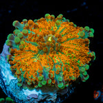 SunRise Yuma Mushroom with mushroom disc in reef aquarium