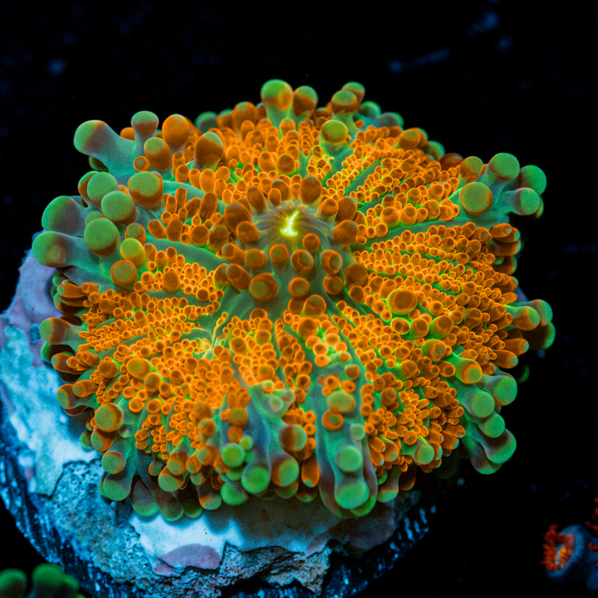 SunRise Yuma Mushroom with mushroom disc in reef aquarium