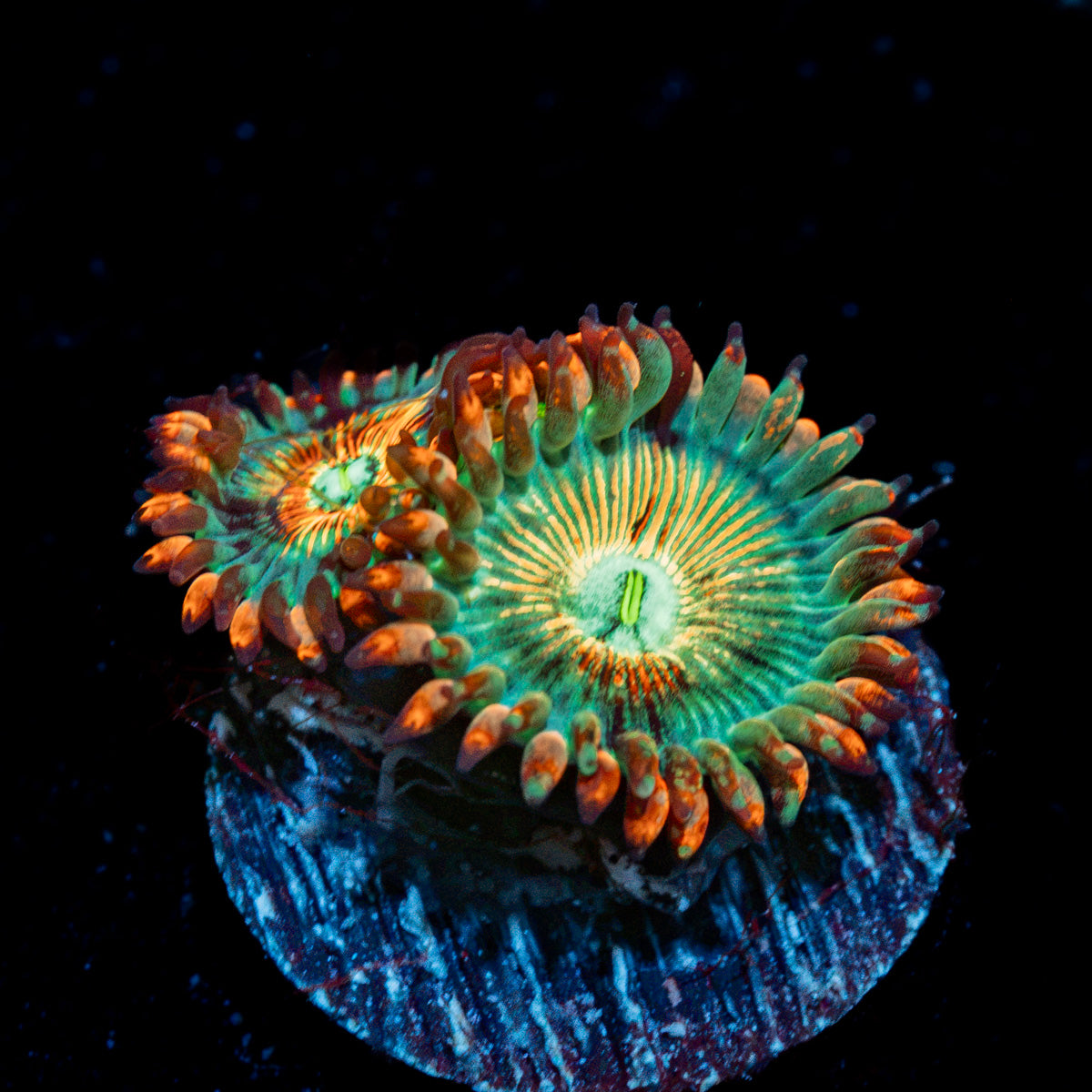 Seduction Zoanthid Coral colony growth in reef aquarium