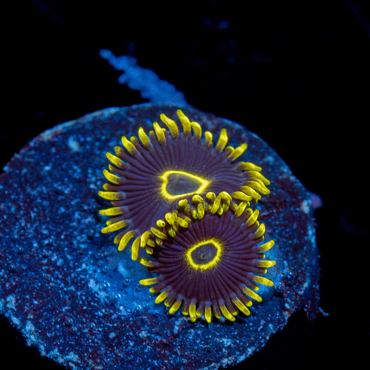 Blue Jay Zoanthid Coral colony growth in reef aquarium