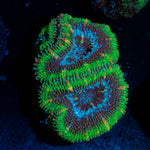 Acan coral with fleshy polyps in reef aquarium