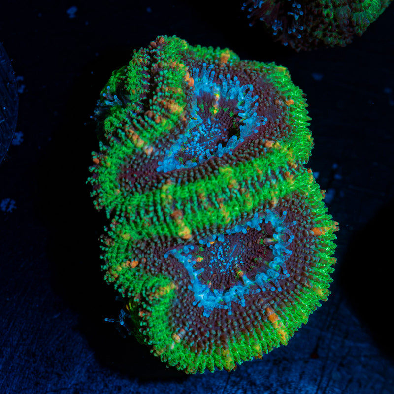 Acan Coral