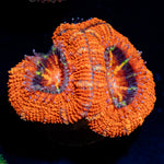 Acan coral with fleshy polyps in reef aquarium