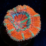 Acan coral with fleshy polyps in reef aquarium