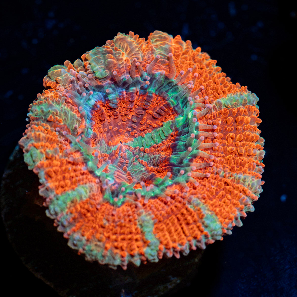 Acan coral with fleshy polyps in reef aquarium