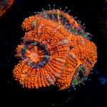 Acan coral with fleshy polyps in reef aquarium