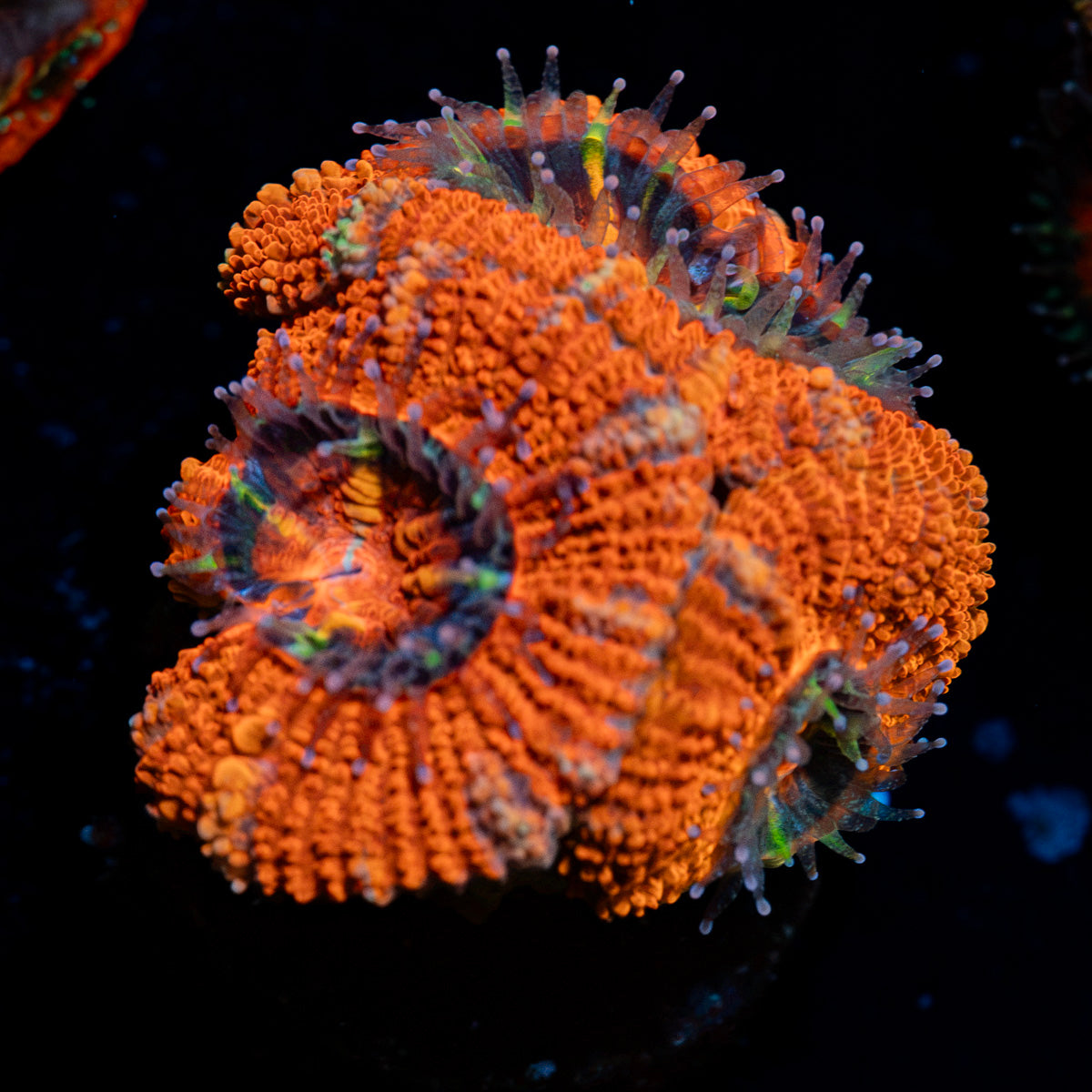 Acan coral with fleshy polyps in reef aquarium