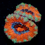 Acan coral with fleshy polyps in reef aquarium