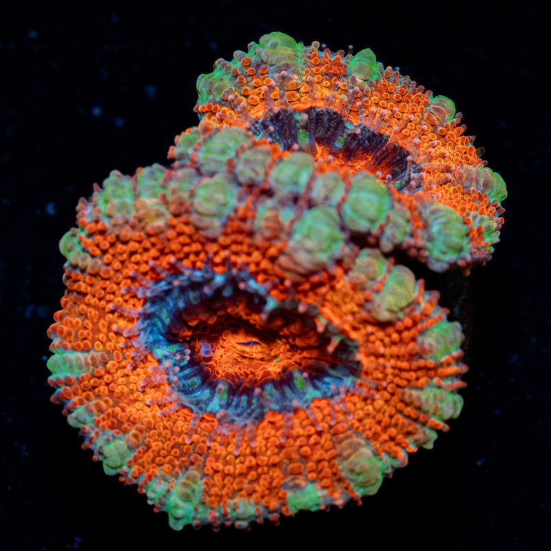 Acan Coral