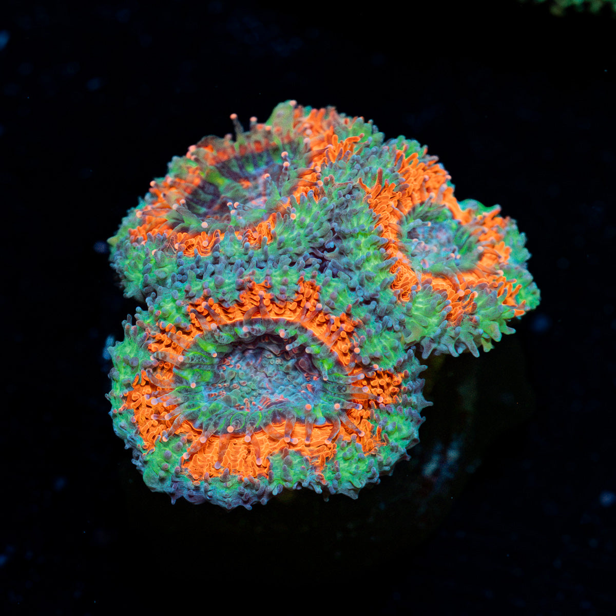 Acan coral with fleshy polyps in reef aquarium
