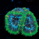 Acan coral with fleshy polyps in reef aquarium