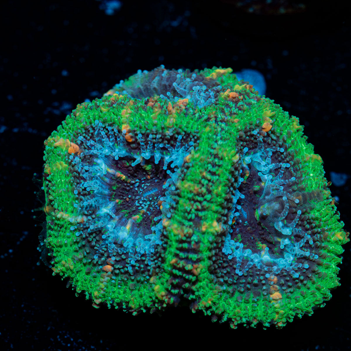 Acan coral with fleshy polyps in reef aquarium