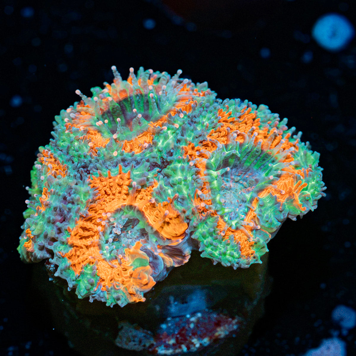 Acan coral with fleshy polyps in reef aquarium