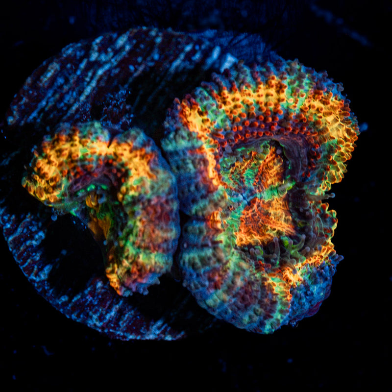 Clown Shoes Rainbow Acan Coral with fleshy polyps in reef aquarium