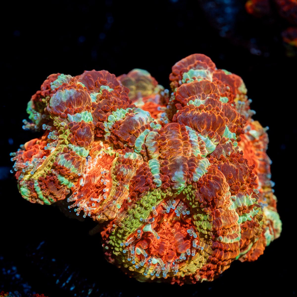 Pirate Hunter Asian acan coral with fleshy polyps in reef aquarium