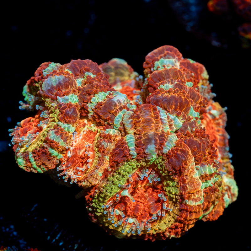 Pirate Hunter Asian acan coral with fleshy polyps in reef aquarium
