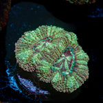 Death Note Asian Acan Coral with fleshy polyps in reef aquarium