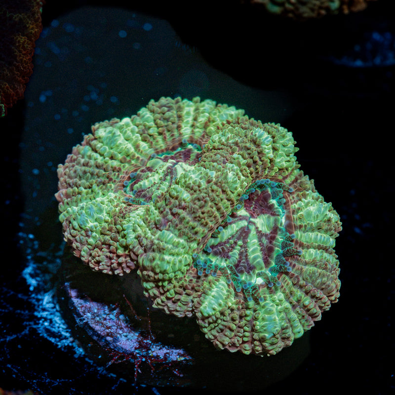 Death Note Asian Acan Coral with fleshy polyps in reef aquarium