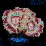 Tuscan Sun Asian Acan Micromussa Coral with fleshy polyps in reef aquarium