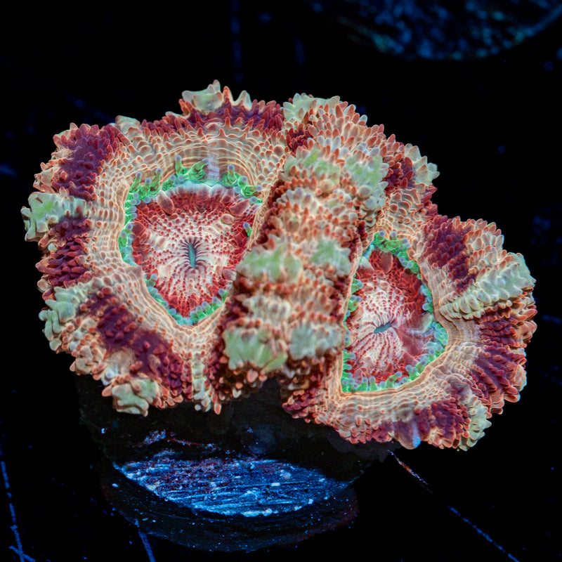 Tuscan Sun Asian Acan Micromussa Coral with fleshy polyps in reef aquarium
