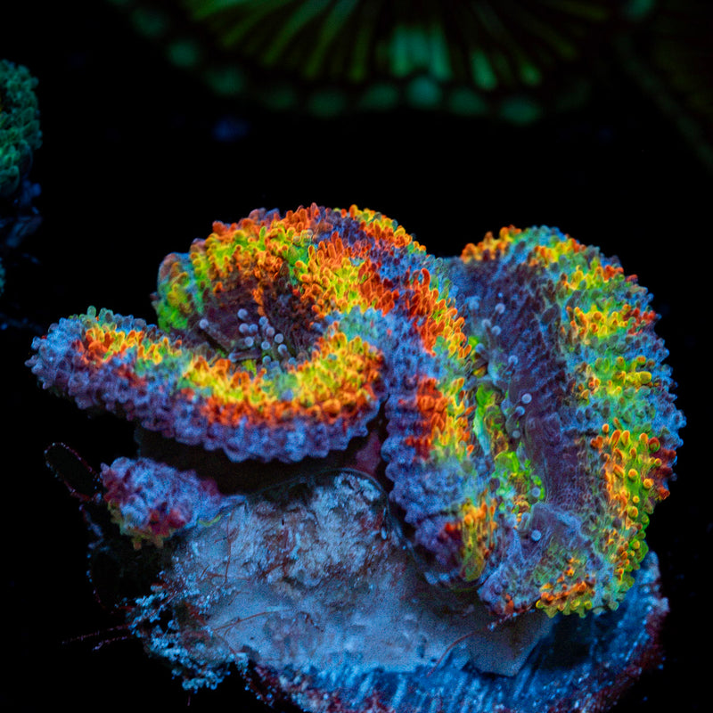 Lunar Eclpies Rainbow Acan Coral with fleshy polyps in reef aquarium