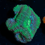 Acan coral with fleshy polyps in reef aquarium