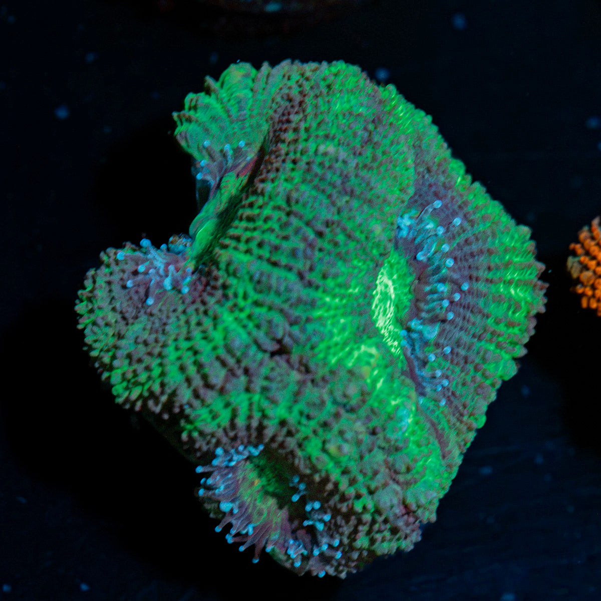 Acan coral with fleshy polyps in reef aquarium