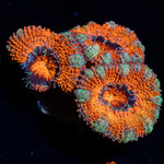 Acan coral with fleshy polyps in reef aquarium
