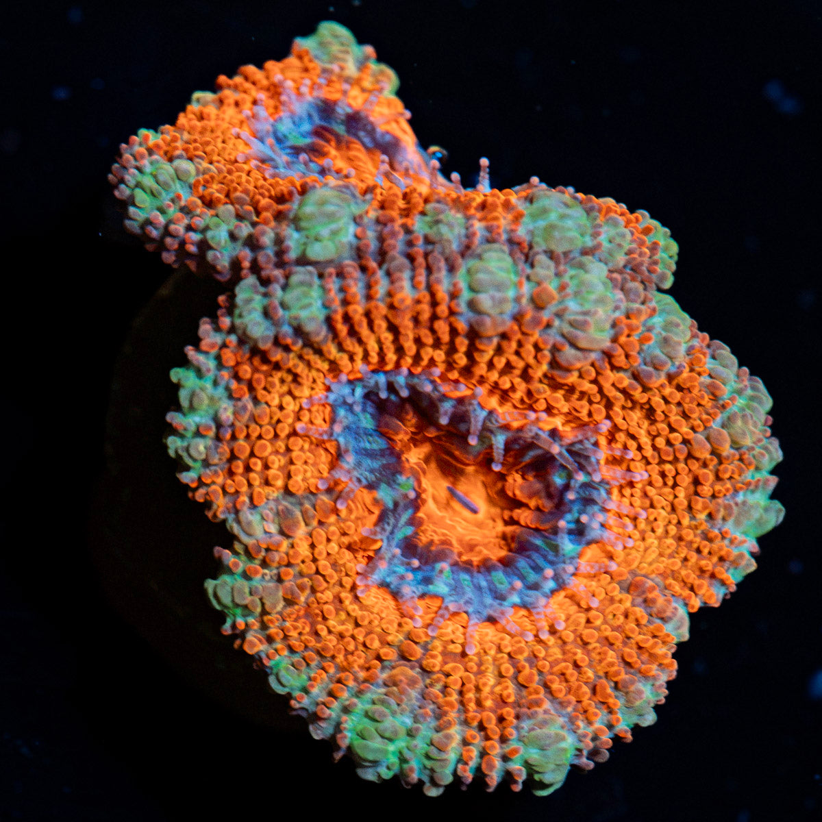 Acan coral with fleshy polyps in reef aquarium