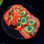 Setor 007 Favia coral with encrusting growth in reef aquarium
