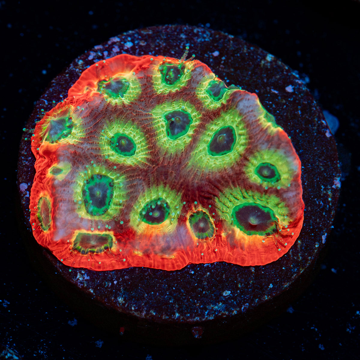 Setor 007 Favia coral with encrusting growth in reef aquarium