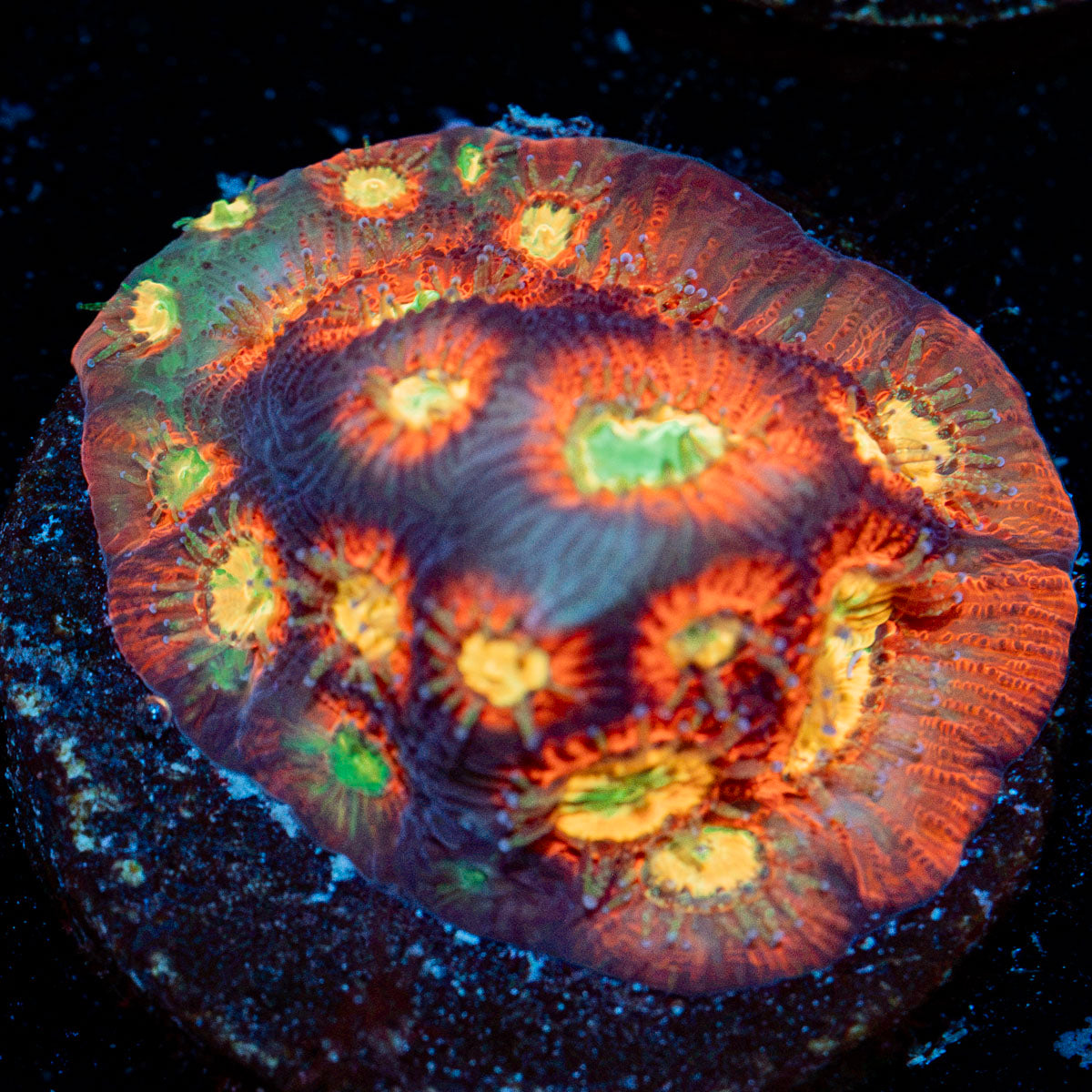 Toro Bravo Favia with encrusting growth in reef aquarium