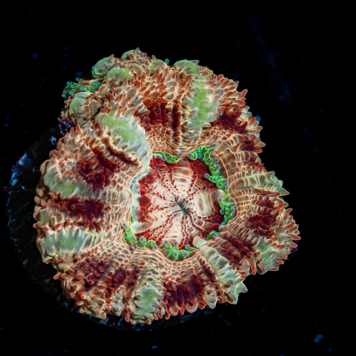 Tuscan Sun Asian Acan Micromussa Coral with fleshy polyps in reef aquarium