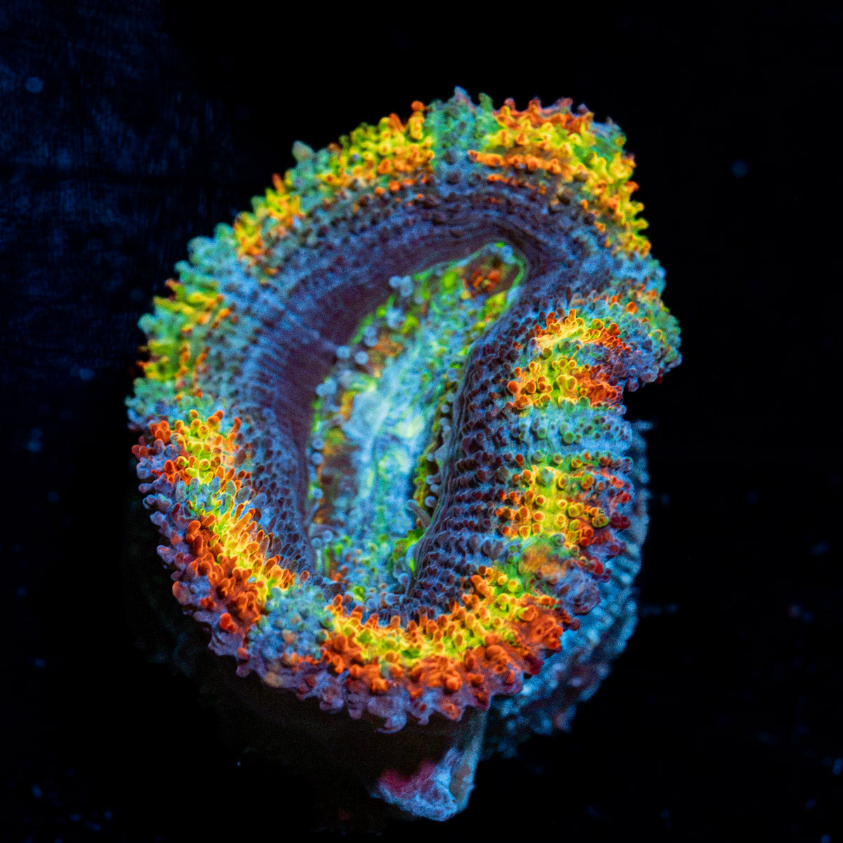 Lunar Eclipses Rainbow Acan Coral with fleshy polyps in reef aquarium