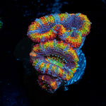 Lunar Eclpies Rainbow Acan Coral with fleshy polyps in reef aquarium