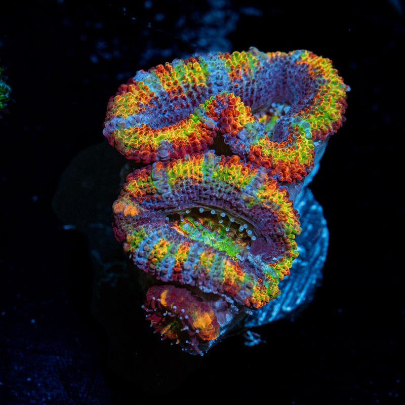 Lunar Eclpies Rainbow Acan Coral with fleshy polyps in reef aquarium