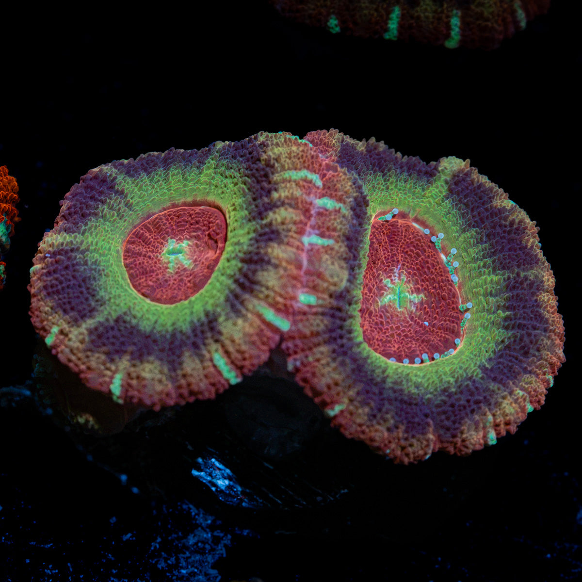 Blood Harvest Acan Coral with fleshy polyps in reef aquarium