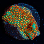 WWC Close Encounter Stylocoeniella with encrusting growth in reef aquarium