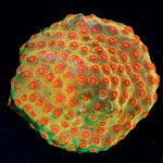 WWC Defcon Cyphastrea with encrusting growth in reef aquarium